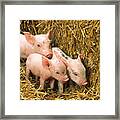 Piglets Framed Print