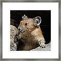 Pika Looking Out From Its Burrow Framed Print