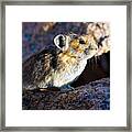 Pika Portrait Framed Print