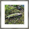 Pike By The Shore Framed Print
