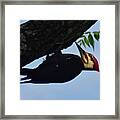 Pileated  Woodpecker Framed Print