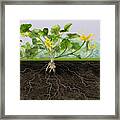 Pilewort Or Lesser Celandine Ranunculus Ficaria - Root System - Framed Print