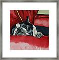 Pillow Pup Framed Print