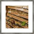 Pine Cone Framed Print