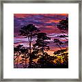 Pine Forest Sunset Framed Print