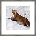 Pine Marten In Snow Framed Print