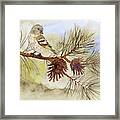 Pine Siskin Among The Pinecones Framed Print