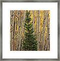 Pine Tree Among Aspens  4874 Framed Print