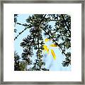 Pine Tree Art Prints Blue Sky Yellow Fall Leaves Framed Print