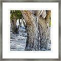 Pine Tree Framed Print