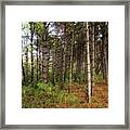 Pine Trees Of Whitetail Woods Park Framed Print