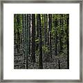 Pine Wood Sunrise Framed Print