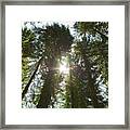 Pines View At Sundown Framed Print