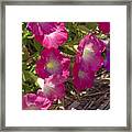 Pink And Purple Petunias Framed Print
