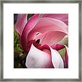 Pink And White Magnolia Framed Print