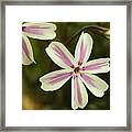 Pink And White Phlox Framed Print