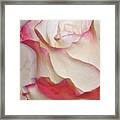 Pink And White Rose Framed Print