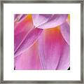 Pink And Yellow Framed Print