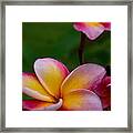 Pink And Yellow Framed Print