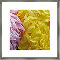 Pink And Yellow Mums Framed Print