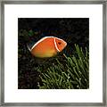 Pink Anemonefish, Indonesia 1 Framed Print