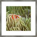 Pink Anemonefish, Indonesia 2 Framed Print