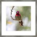 Pink Anna's Hummingbird Framed Print