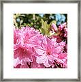 Pink Azalea Bush Blooming In North Georgia 048a Framed Print