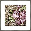 Pink Azalea Ii Framed Print