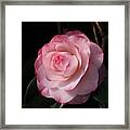 Pink Beauty Camellia Framed Print
