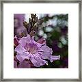 Pink Beauty Framed Print