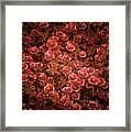 Pink Bionica Roses Framed Print