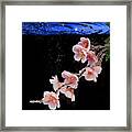 Pink Blossom In Water With Bubbles Framed Print