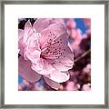 Pink Blossom Framed Print
