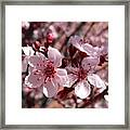 Pink Blossoms 033014c Framed Print