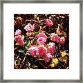 Pink Blossoms In Autumn Framed Print