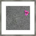 Pink Bougainvillea Flower Framed Print