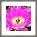 Pink Cactus Flower Framed Print