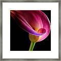 Pink Calla Lily Framed Print