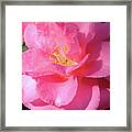 Pink Camelia Framed Print