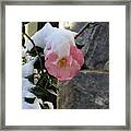 Pink Camellia In The Snow Framed Print