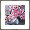 Pink Cherry Blossom Framed Print