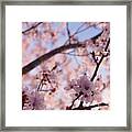 Pink Cherry Blossoms Framed Print