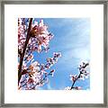 Pink Cherry Blossoms Branching Up To The Sky Framed Print