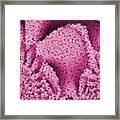 Pink Confetti Framed Print