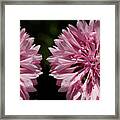 Pink Cornflowers Framed Print