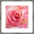 Pink Cotton Candy Rose Framed Print