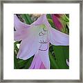Pink Crinum Lily Framed Print