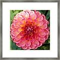 Pink Dahlia Framed Print