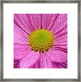 Pink Daisy With Raindrops Framed Print